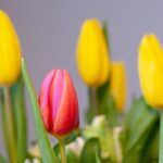 Zu sehen ist Bild 1 zum Beitrag mit dem Thema: Blumen zum Frauentag