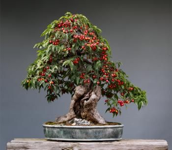 Zu sehen ist Bild 2 zum Beitrag mit dem Thema: Ein Kult, nicht nur in Japan: Bonsai