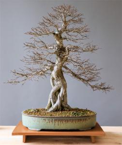 Zu sehen ist Bild 3 zum Beitrag mit dem Thema: Ein Kult, nicht nur in Japan: Bonsai