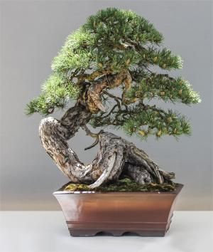Zu sehen ist Bild 4 zum Beitrag mit dem Thema: Ein Kult, nicht nur in Japan: Bonsai