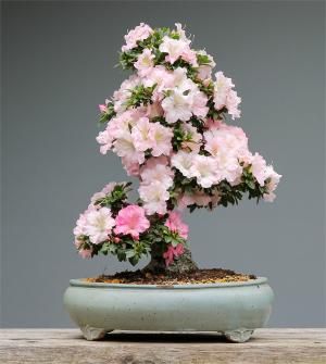 Zu sehen ist Bild 5 zum Beitrag mit dem Thema: Ein Kult, nicht nur in Japan: Bonsai