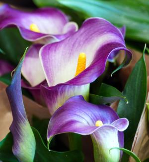 Zu sehen ist Bild 2 zum Beitrag mit dem Thema: Calla - Blumen mit eleganten und stilvollen Blüten