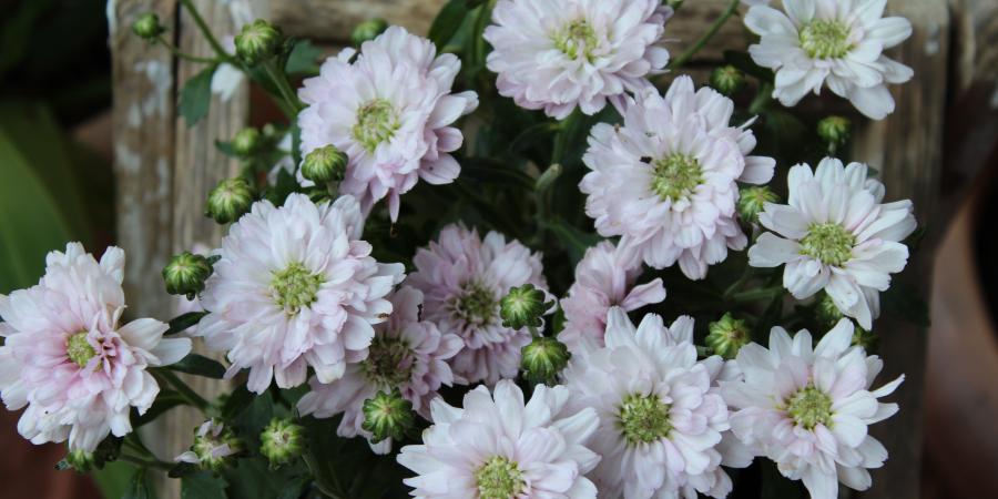 Zu sehen ist Bild 1 zum Beitrag mit dem Thema: Chrysanthemen - Bedeutung, Anlässe und Pflege